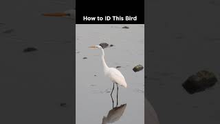 Can you identify this wading bird [upl. by Ayotna]