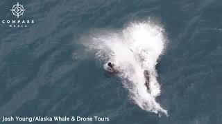 Sea Lion Tries to Escape Orca Pod Hunt [upl. by Rahas651]