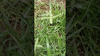 Eleusine indicaGoosegrass of KonaseemaIndian crowfoot grass in the backyard [upl. by Checani58]