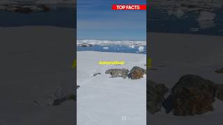 Amazing Animals of Antarctica [upl. by Wilkison]