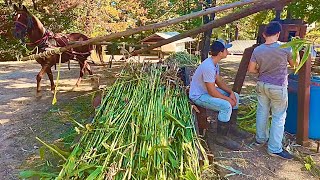 Sorghum making in Muddy Pond Tennessee [upl. by Cnahc]