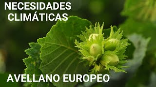 🍂 Clima para plantar AVELLANO EUROPEO Cultivo variedades BARCELONA y TONDA DI GIFFONI  ViLab [upl. by Enylodnewg255]