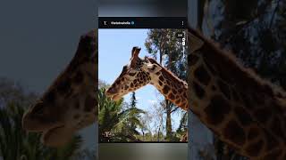 Giraffe endangered extinction endangered species giraffes video music  shorts [upl. by Ankney256]