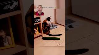 Why are cats scared of cucumbers [upl. by Romanas]