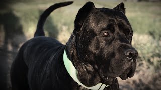 EXCLUSIVE INTERVIEW  ELIJAH PRADA  SOCAL PRESA CANARIO [upl. by Acinod]