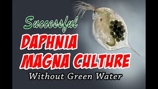 How to Cultue Daphnia Magna the Easy Way [upl. by Adnor]