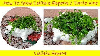 How To Grow Callisia Repens  Turtle Vine   Propagating Callisia Repens  Planting Ideas [upl. by Drews]