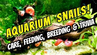 Ramshorn Snails Bladder Snails amp Pond Snails Breeding Feeding Cleaning amp Care for Pest Snails [upl. by Savihc]