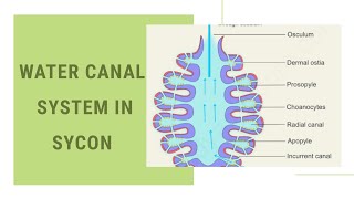 Water canal system in sycon [upl. by Mccallion]