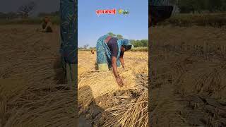 खेती किशनी छत्तीसगढ़ धान बंधाई बिना रस्सी के ।। cg virail video kheti kishni [upl. by Abrams914]