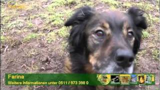 Hundevermittlung  JanuarFebruar 2011 Tierheim Hannover TV [upl. by Alyn]