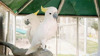 Sulphur Crested Cockatoo [upl. by Nnazil]