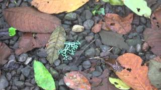 Poison Dart Frogs Fighting in Costa Rica [upl. by Fleurette31]