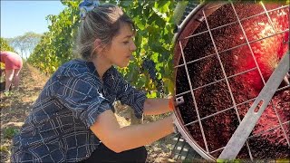 Wine Making Process in Bordeaux  Step by Step ExplanationFun Documentary [upl. by Euginimod]