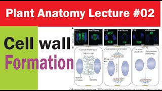 Plant Anatomy Lecture 02 Cell wall formation for BS [upl. by Sira334]