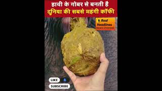 Hathi Ke Gobar Se Banti Hai Coffee Coffee Kaise Banti Hai Coffee Lovers Funny Video 2024 Funny Video [upl. by Nnylrahc527]