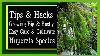 How to Grow and Care for Tassel Fern Huperzia species [upl. by Ardolino]