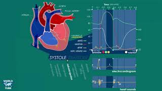 Cardiac Cycle Phases and Wiggers Diagram Explained [upl. by Eejan]