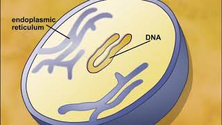 Endosymbiotic Theory of Eukaryotic Cells Origin [upl. by Bili]