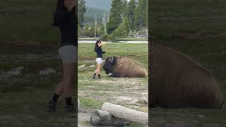 Dangerous Selfie Woman Gets Too Close To Bison At Yellowstone shorts [upl. by Yellas]