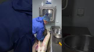 How Caviar extraction from Sturgeon [upl. by Fidelia]