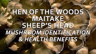 Hen Of The Woods Maitake Sheeps Head Mushroom Identification amp Health Benefits with Adam Haritan [upl. by Recor]