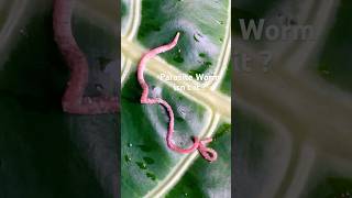 🪱🌱Parasitic worms helminths parasitic parasiticworm worms helminth pinkworms earthworm asmr [upl. by Aiasi363]