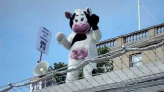 Wendy The Windy Cow  quotIm A Vegetarian  Animals Are My Friendsquot  4th Plinth [upl. by Goldston]