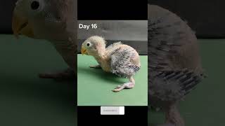 Day 1 To Day 30  Budgies Growth Stages [upl. by Oedama]