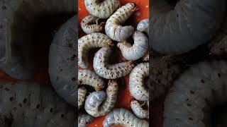 wood beetle larvae it so delecious to eat full of protein [upl. by Bratton773]