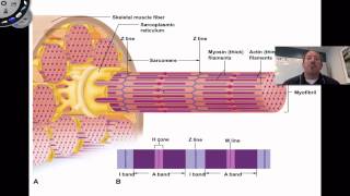 Muscle Contraction [upl. by Silvain]