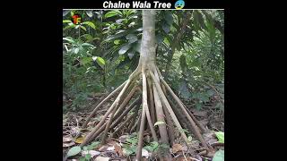 CHALNE WALA TREE 🤯  THIS TREE CAN ACTUALLY WALK  shorts [upl. by Tiphany]