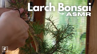 LARCH BONSAI trimming and care ASMR  Tree with Soul [upl. by Devan639]