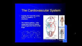 Introduction to Angiology [upl. by Issie]