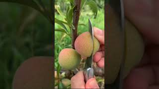 How to cut the green plum Freshshortsplum [upl. by Leunad]