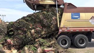 Dumping Yard Waste Garbage Truck Unloading [upl. by Cassy]