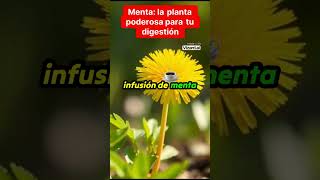 Menta la planta poderosa para tu digestión jardineríaencasa [upl. by Inajar]