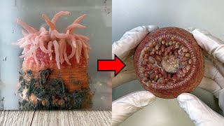 Strange Organ Inside a Sea Anemone  Sea Anemone Dissection [upl. by Ahsinelg]