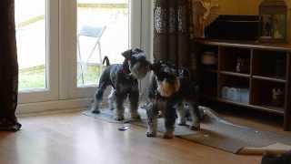 Mini Schnauzers barking HIGH PITCHED [upl. by Trisha]