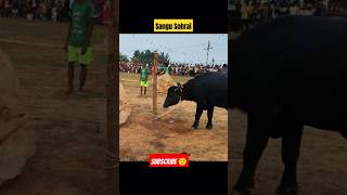 Sagun Sohrai Dangri Parab  santali traditional cultural program video trendingshorts shortsfeed [upl. by Azral]