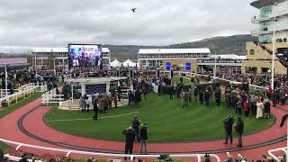 Gaelic Warrior and Paul Townend return after winning the 2024 Arkle at Cheltenham 12032024 [upl. by Ayekin]