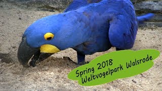 Weltvogelpark Walrode 2018  Frühling im Erlebnisparadies [upl. by Muscolo]