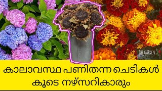 വാങ്ങിയാലും പിടിക്കാത്ത ചെടികൾ ഏതൊക്കെ  facing climate issues  maintenance issue  nurseries spam [upl. by Liz222]