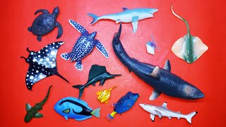 Collect 7 Sea Animals Clown Fish Hammerhead Shark Orca Whale Hermit Crab Goblin Shark Sailfish [upl. by Colbert]