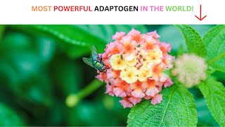 quotTransform Your Health Today Unveiling the Ultimate Adaptogen Miraclequot [upl. by Enerual]