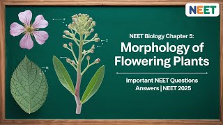 NEET Biology Morphology of Flowering Plants  Important NEET Questions amp Answers  NEET 2025 [upl. by Hanid]