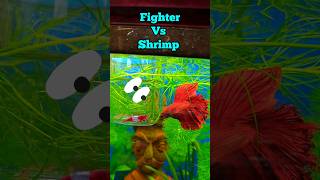 Betta Fish Vs Shrimp 😳 betta fighterfish Bettafish shrimp Aquarium fishtank shorts trending [upl. by Jeralee376]