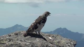 WT ptarmigan flutter flight and display call by ktbirdingcom [upl. by Oderfodog791]