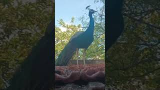 Peacock 🦚🦚🦚 dance flute music video short video [upl. by Adnoloy]