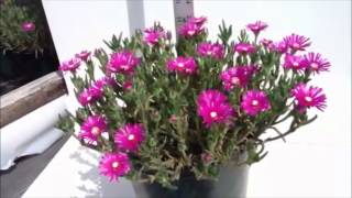 Best Flowering Perennials  Delosperma cooperi  Ice plant [upl. by Gothart62]